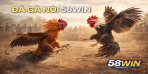 Đá Gà Nòi 58WIN – Hấp Dẫn Kịch Tính Trong Từng Trận Đấu